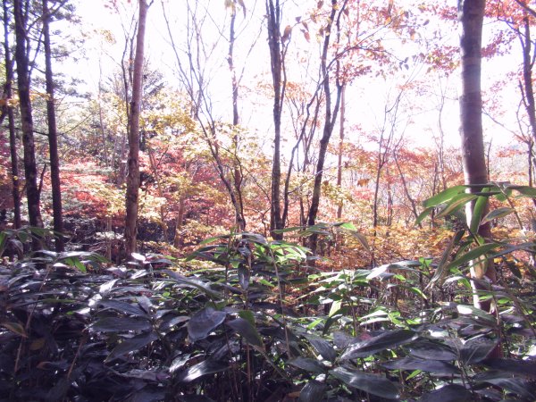 登山道